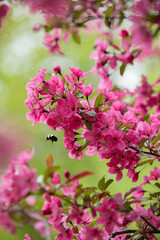 Prairie Fire Crabapple Tree in Spring