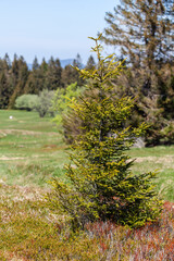 Young spruce needles green branch at springtime