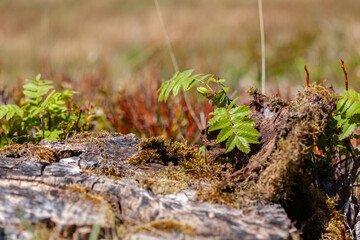 Young leaves of rowan tree near old stub