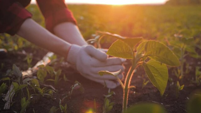 Farmer working in field in morning, hand holding leaf of cultivated plant. Hands holding pile of arable soil. Agriculture, gardening or ecology concept.