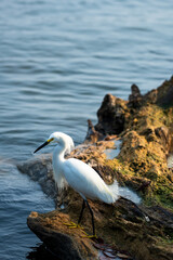 Beautiful wild white heron shorebird known as snowbird captured on wood in lake Catemaco while fishing at dusk