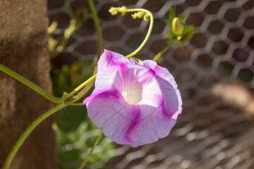 morning glory flowers and leaves