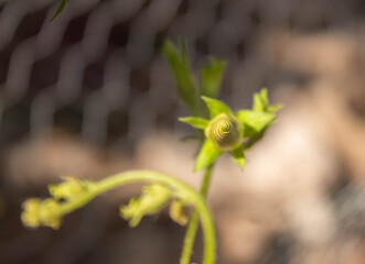 morning glory flowers and leaves