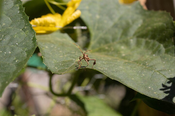 small incense on top of a daughter