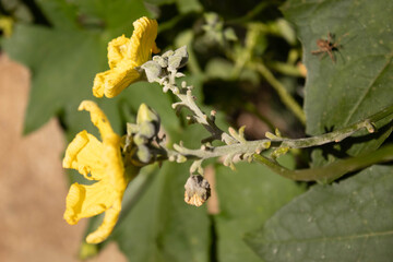 yellow loofah flower with leaves in the background