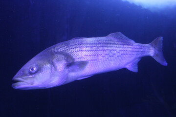 Fish at California Academy of Sciences