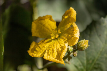 yellow loofah flower with leaves in the background