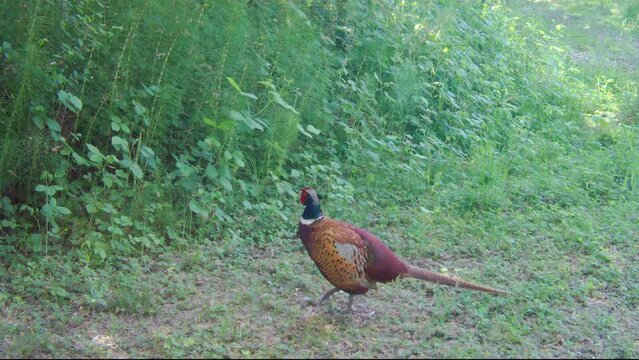 Common Pheasant (Phaseanus Colchicus) Pretty Game Bird . The common pheasant (Phasianus colchicus) is a bird in the pheasant family (Phasianidae). Animals, birds and wildlife 4k footage