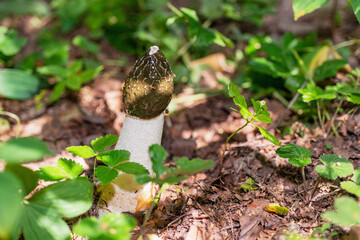 Medicinal mushroom- phallus impudicus
