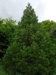 Obraz premium Séquoia