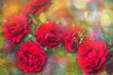 Obraz premium Blossom flowers bokeh- background header rose. Selective focus- soft lights pattern. Abstract defocused nature