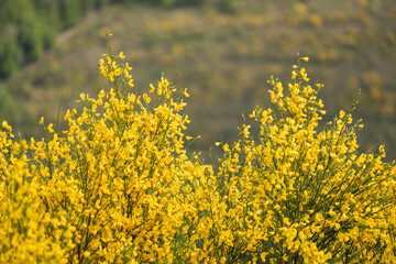 Ginster, strauch, ginsterstrauch, genêt, fest, frühling, wiltz, besen, goldgelb, gelb