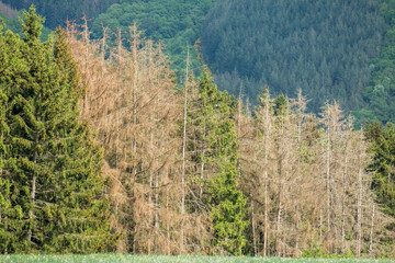 waldsterben, borkenkäfer, trockenheit, tannen, natur, umweltkatastrophe, nachhaltigkeit,