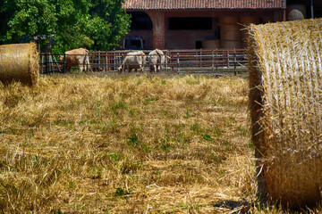 Cascinale