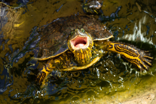 Hungry yellow-bellied slider turtle with open mouth waiting for food while swimming with giant claws / Wildlife photography