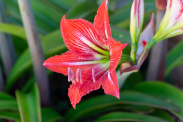 Flor rosa de primavera