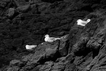 seagulls perched on a rocky coast