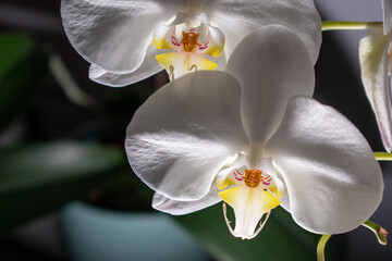 white orchid buds with shallow depth of field