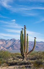 Picturesque mountain ladscape captured in the desert of Baja California with giant mexican cactus...