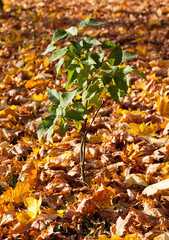 features of autumn weather