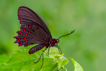 Fototapeta premium Beautiful heliconius butterfly sitting on flower in a summer garden