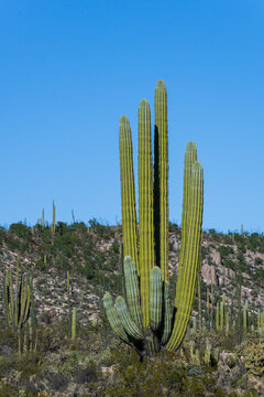 Subtropical Desert Landscape With Carnegiea Gigantea Cactus Known As The Sagueso Growing In The Sonoran Desert In Mexico - Landscape Nature Photography