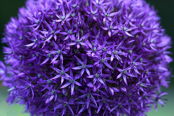 Allium dekorative Blume in lila Nahaufnahme