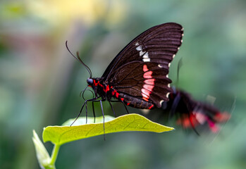 Beautiful  heliconius  butterfly  sitting on flower in a summer garden