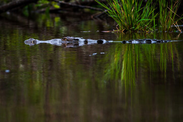 Allicagor - semiaquatic predator from the crocodile family 0 dangerous carnivore hunting in lagoone in Ventanilla in Mexico