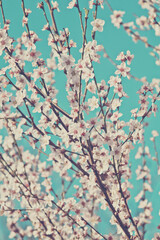 beautiful blooming cherry tree branch