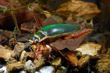 Foto op Plexiglas Gelbrandkäfer (Dytiscus marginalis) - Männchen // Great diving beetle - male © bennytrapp