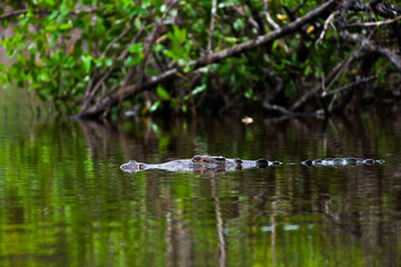 Alligator - semiaquatic reptile predator from the crocodile family captured in fresh water lagoon in Ventanilla Mexico