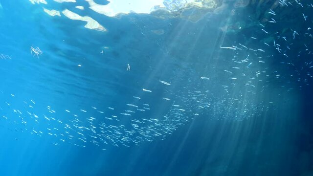 silversides hiding behind secret rocks  under sun shine and beams underwater silverside fish school wavy sea protection ocean scenery