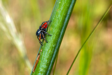 Close up  beautiful jumping spider  