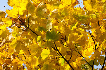 leaves in the autumn