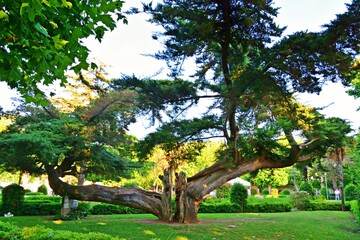 old tree in the park public in the tourist resort of Vada in Livorno, Tuscany Italy