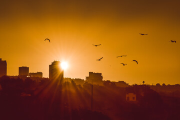 Sunset in the city with birds, Portimão, Algarve