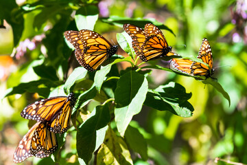 Monarch butterflies family perched on green leafs / Danaus plexippus migratory butterflies