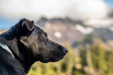 Side portrait of dog with mountain background
