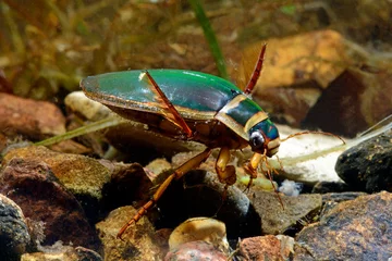 Foto op Plexiglas Great diving beetle - male // Gelbrandkäfer (Dytiscus marginalis) - Männchen © bennytrapp