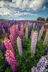 Field of lupin flowers in the summer
