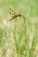 A calico pennant dragonfly perches on the tip of a grass stalk, displaying its colorful netted wings and thorax. This creature is likely a juvenile male and was part of a feeding swarm. 