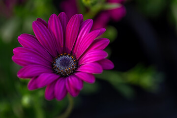 Pink Daisy