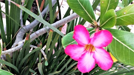 pink and white flower