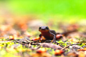 A close up of a rough-skinned newt standing still on moss and twigs in the forest with a blurred green background.