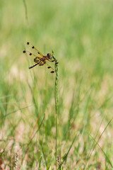 A calico pennant dragonfly perches on the tip of a grass stalk, displaying its colorful netted wings and thorax. This creature is likely a juvenile male and was part of a feeding swarm. 