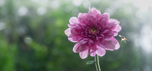 pink chrysanthemum flower in the garden