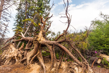 dead tree trunk with twisted roots