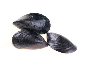 Mussels on a white background