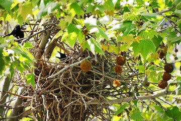 bird nest on tree